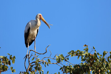 Nimmersatt / Yellow-billed stork / Mycteria ibis
