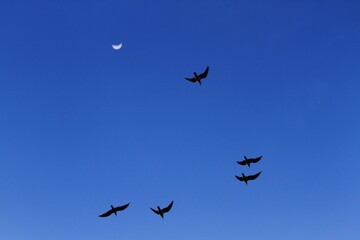flock of birds and moon