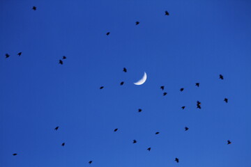 flock of birds and moon