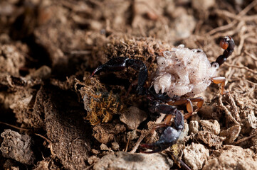 European yellow-tailed scorpion (Euscorpius flavicaudis) female with juveniles on its back, Liguria, Italy.
