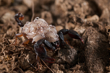 European yellow-tailed scorpion (Euscorpius flavicaudis) female with juveniles on its back, Liguria, Italy.