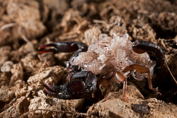 European yellow-tailed scorpion (Euscorpius flavicaudis) female with juveniles on its back, Liguria, Italy.