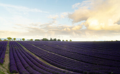 Naklejka na ściany i meble Lavender field under blue sky