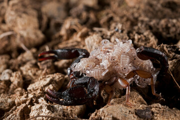 European yellow-tailed scorpion (Euscorpius flavicaudis) female with juveniles on its back, Liguria, Italy.