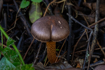 Pine spike mushroom in the ground