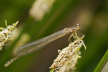 The azure damselfly (Coenagrion puella), female.