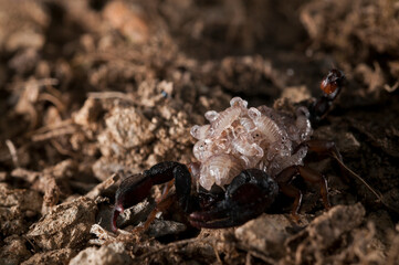 European yellow-tailed scorpion (Euscorpius flavicaudis) female with juveniles on its back, Liguria, Italy.