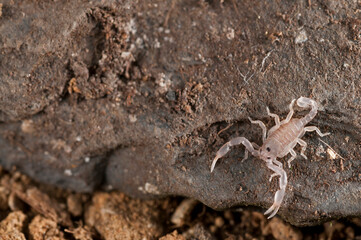 Juveniles of European yellow-tailed scorpion (Euscorpius flavicaudis), Liguria, Italy.