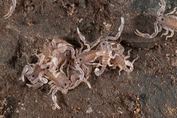 Juveniles of European yellow-tailed scorpion (Euscorpius flavicaudis), Liguria, Italy.