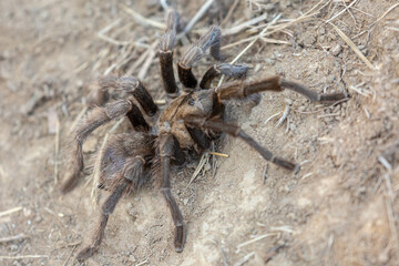 Tarantula crawling on the ground