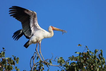 Nimmersatt / Yellow-billed stork / Mycteria ibis