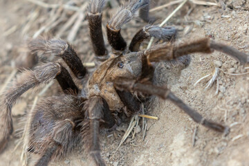 Tarantula crawling on the ground
