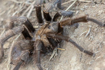 Tarantula crawling on the ground