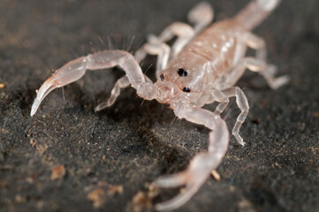 Juveniles of European yellow-tailed scorpion (Euscorpius flavicaudis), Liguria, Italy.