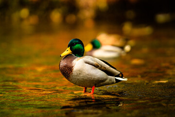 Duck on a stream 2