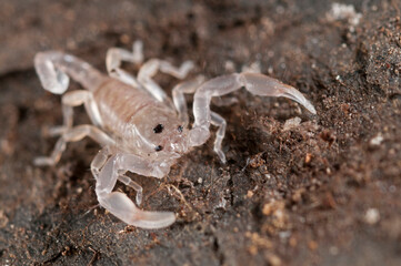 Small wood scorpion (Euscorpius sp.) juvenile