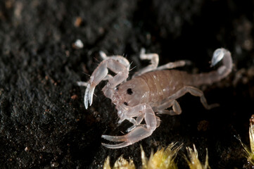 Small wood scorpion (Euscorpius sp.) juvenile