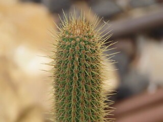 Obraz premium Beautiful decorative cactus in autumn in Israel. Exotic nature macro.