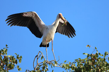 Nimmersatt / Yellow-billed stork / Mycteria ibis