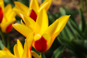 Colorful tulip field, summer flowerwith green leaf with blurred flower as background.