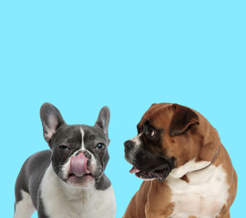Suspicious French bulldog licking its nose, Boxer looking at it
