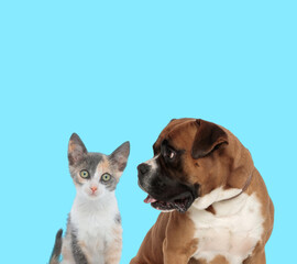 Curious Metis cat cub and Boxer looking at it