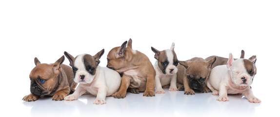 cute french bulldog puppies looking to side