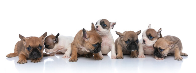 small group of french bulldog dogs looking to side