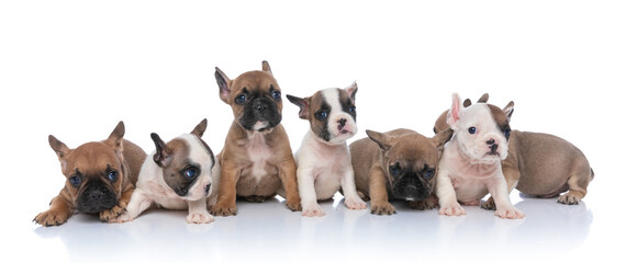 small french bulldog doggies sitting and laying down