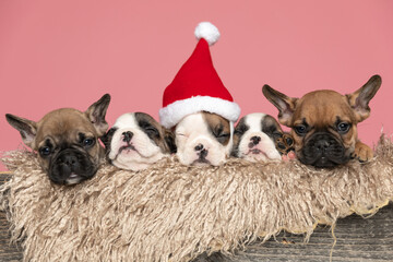 furry wooden box holding a family of 5 little french bulldogs