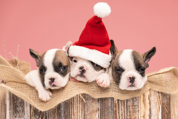 adorable french bulldog puppies spending christmas together
