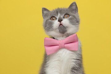 adorable british shorthair metis cat wearing a pink bowtie