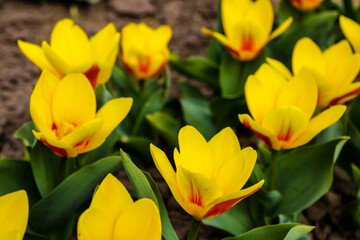 Obraz premium Tulip flower flowering in sunlight on background tulips flowers in tulips garden.