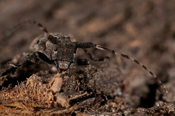 Mesosa curculionoides (Cerambycidae family), Italy.