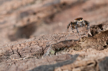Jumping spider (Evarcha jucunda) male, Italy.