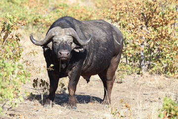 Obraz premium Kaffernbüffel / Buffalo / Syncerus caffer