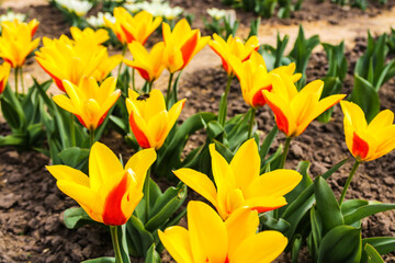 Beautiful colored tulips on a field in the morning . Beautiful bouquet of tulips in spring.