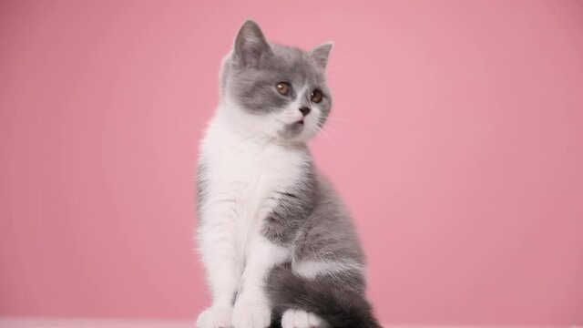 cute small British shorthair kitty looking to side and up, sitting on pink background in studio