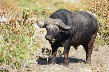 Fototapeta premium Kaffernbüffel / Buffalo / Syncerus caffer