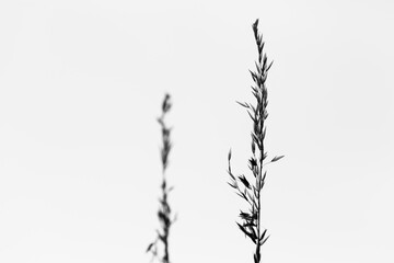 grass silhouette on white background