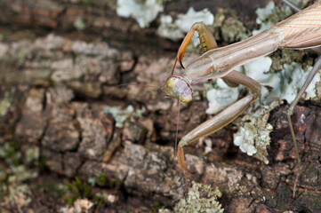 European common mantis (Mantis religiosa) female, Tuscany, Italy.
