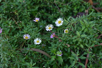 White daisies in the green grass