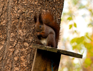 Autumn red squirrel is holding a hazelnut