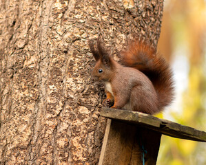 Autumn red squirrel sitting in a tree