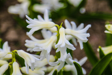 Beautiful white hyacinth flower close-up, backlighting, soft focus.