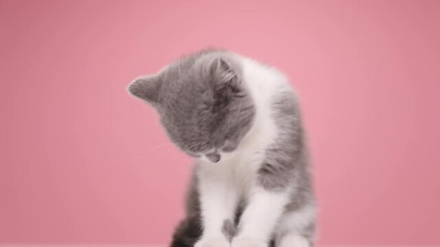 beautiful small British shorthair baby cat licking and cleaning fur and paws, looking to side and sitting on pink background in studio