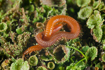 Geophilus sp. on lichens