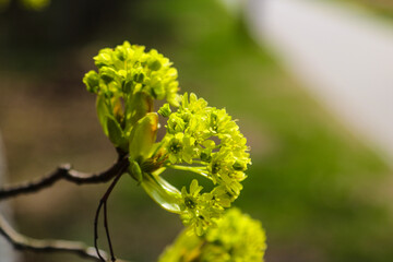 Young branch of the plant in spring or summer in the sun.