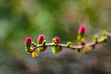 Ovulate cones and pollen cones of larch tree in spring.
