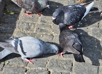 Fototapeta premium Four Rock Doves Pecking at Seeds on Cobblestone